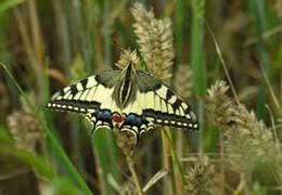 in de natuur wandelen koninginnepage